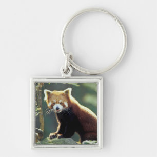 Porte-clés Panda roux Ailurus fulgens)