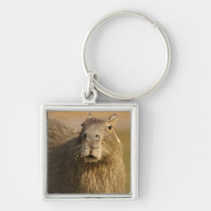 Porte-clés Pantanal, Brésil, Capybara, Hydrochoerus