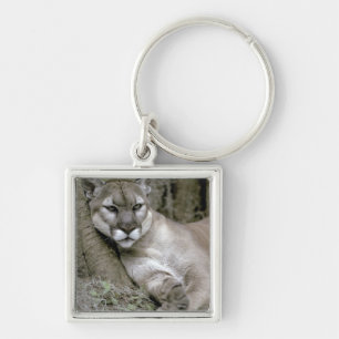 Porte-clés Panthère de Floride, Felis concolor coryi,