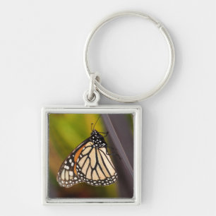 Porte-clés Papillon Monarque sur Agave