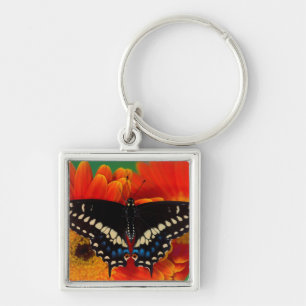 Porte-clés Papillon noir Swallowtail sur Gerberia Daisy