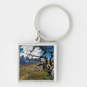 Porte-clés Parc national Torres del Paine, arbres endommagés