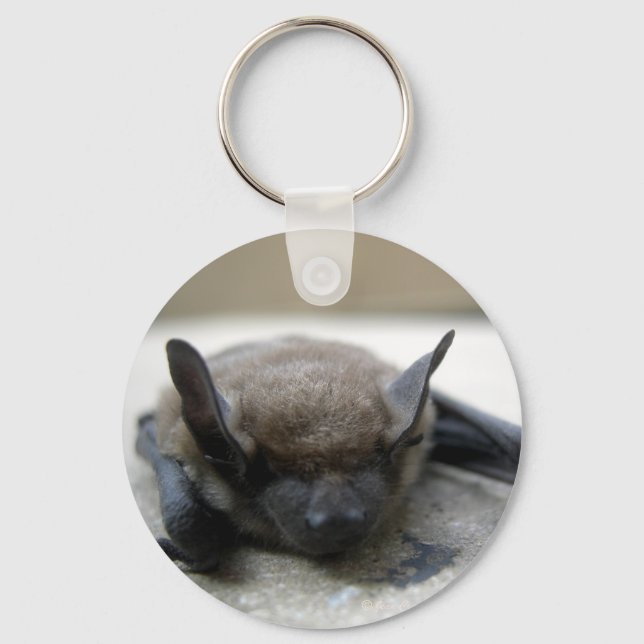 Porte-clés Petite chauve-souris brune (Myotis lucifugus) (Recto)