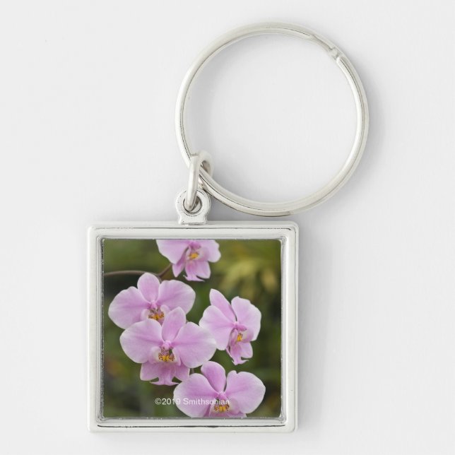 Porte-clés Phalaenopsis Schilleriana (Devant)