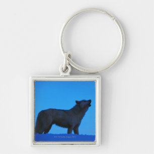 Porte-clés Photo, loup blanc hurlant la nuit, couleur, haut