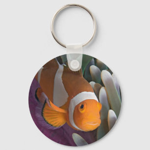 Porte-clés Poisson clown occidental