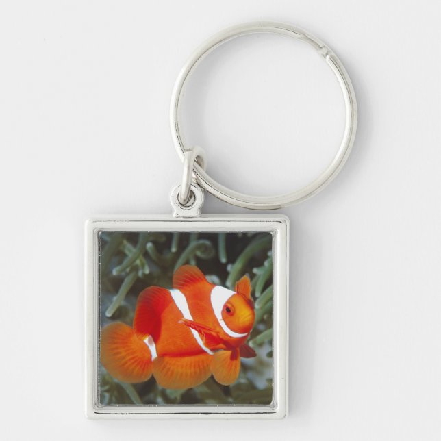 Porte-clés poissons de nemo (Devant)