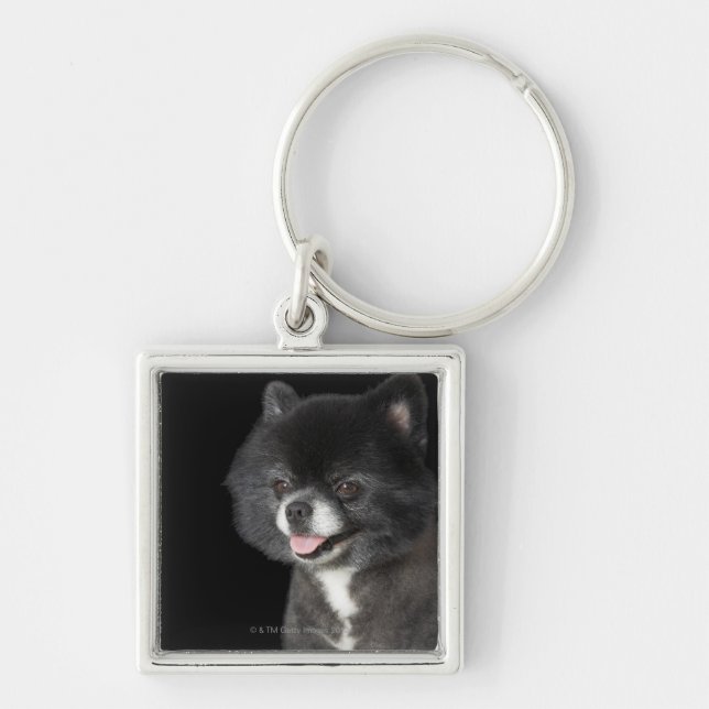 Porte-clés Pomeranian noir regardant vers la gauche (Devant)