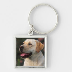 Porte-clés Portrait de Labrador Retriever, Hilton