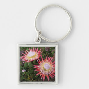 Porte-clés Protéa géant (Protea Cynaroides), Helderberg
