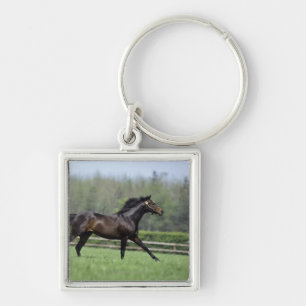 Porte-clés Pur sangs de cheval, Wassl 1988,
