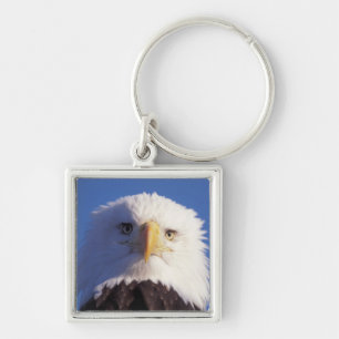 Porte-clés pygargue à tête blanche, Haliaeetus leucocephalus,