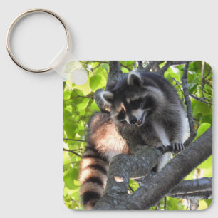 Porte-clés Raccoon dans un arbre