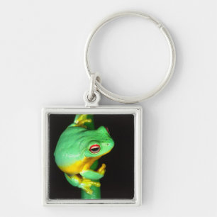 Porte-clés Rainette à yeux rouges australienne, Litoria chlor