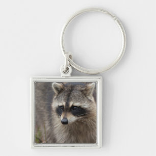 Porte-clés Raton laveur, Procyon lotor, Floride