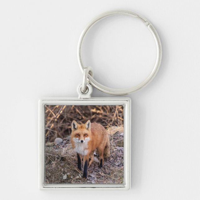 Porte-clés Red Fox de près et personnel (Devant)