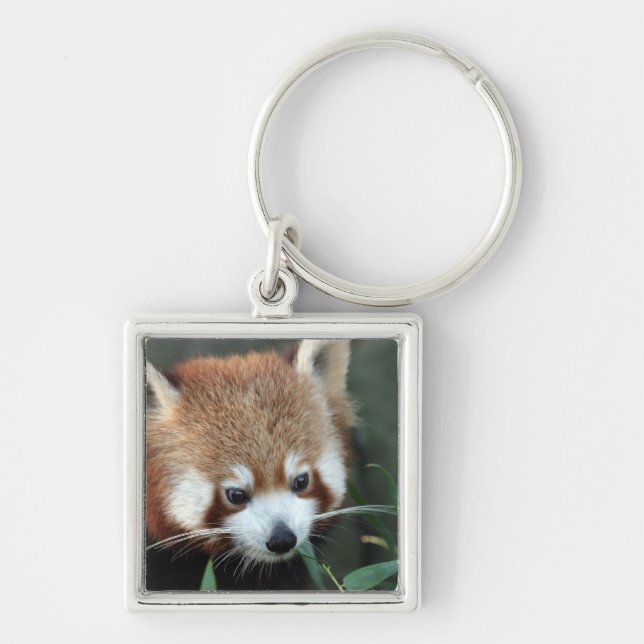 Porte-clés Red Panda, Zoo de Taronga, Sydney, Australie (Devant)
