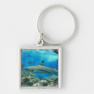 Porte-clés Requin avec le porte - clé de récif