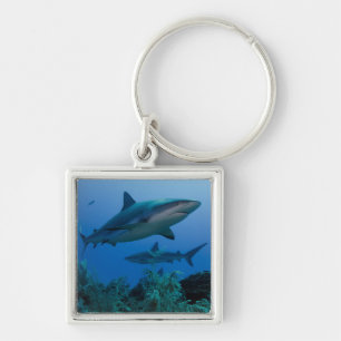 Porte-clés Requin des récifs des Caraïbes Jardines de la Rein