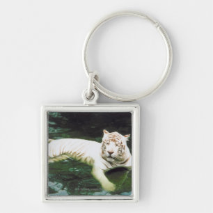 Porte-clés Tigre blanc nageant paisiblement
