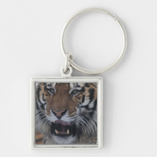 Porte-clés Tigre sibérien baîllant