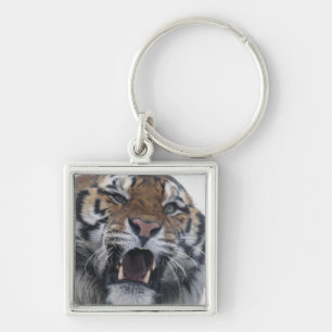 Porte-clés Tigre sibérien grondant