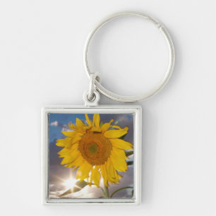 Porte-clés Tournesol hybride soufflant dans le vent au crépus