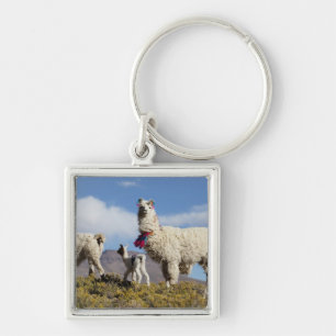 Porte-clés Troupeau de lamas décorés dans la Puna, montagnes