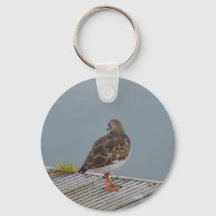 Turnstone