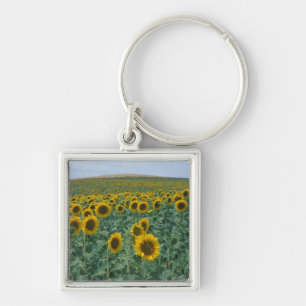 Porte-clés UE, France, Provence, Champ de tournesols