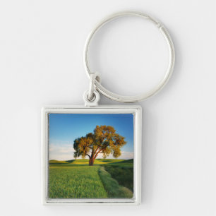Porte-clés Un arbre solitaire entouré de collines de blé