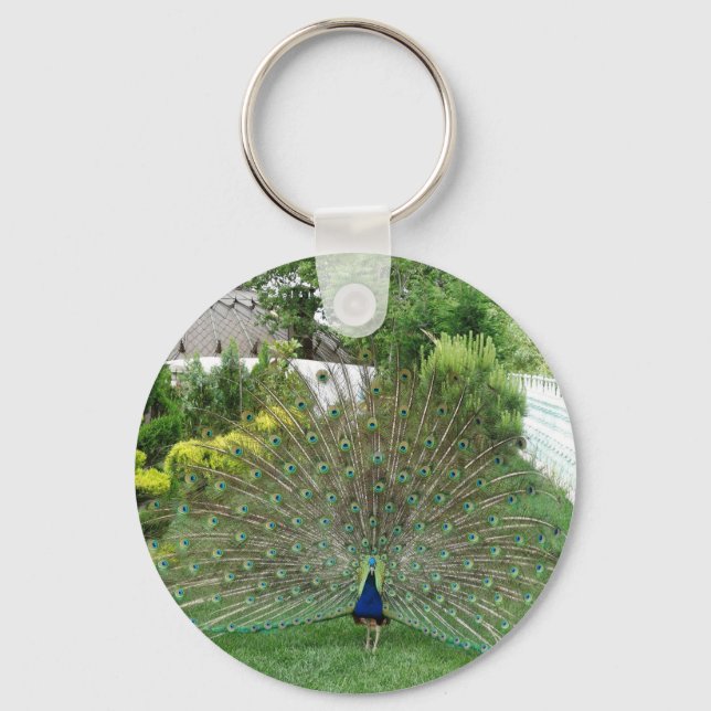 Porte-clés Un paon dans un anneau de clé de jardin (Recto)