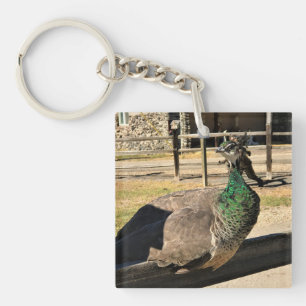 Porte-clés Un paon sur une clôture, Idaho