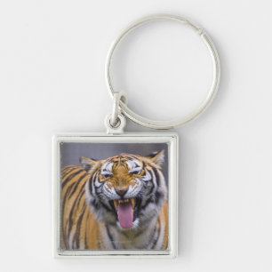 Porte-clés Un tigre d'hurlement, Taïwan, zoo de Taïpeh,
