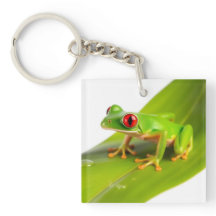 Une grenouille tree frog Redeye