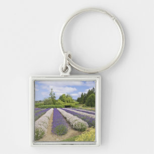 Porte-clés USA, WA, Sequim, Purple Haze Lavender Farm