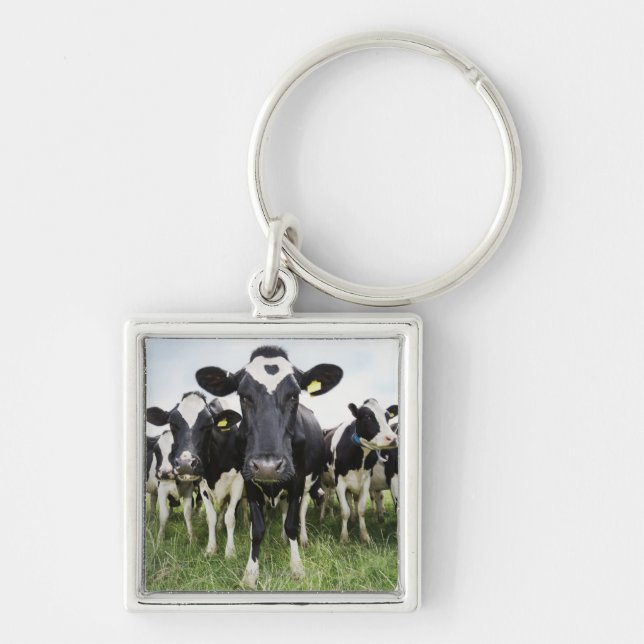 Porte-clés Vaches dans une rangée (Devant)