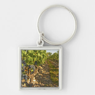 Porte-clés vignes de Cabernet Sauvignon alignées dans le