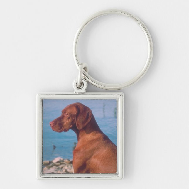 Porte-clés Vizsla (Devant)