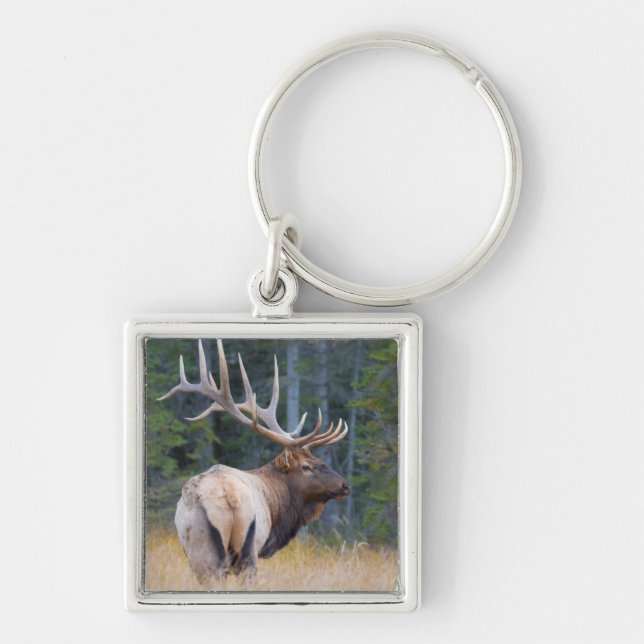 Porte-clés Wapiti mâle des montagnes Rocheuses (Devant)