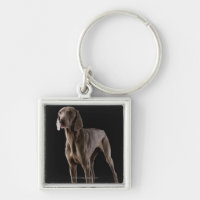 Weimaraner, tir de studio