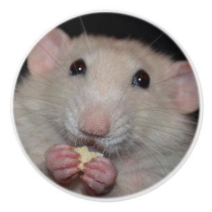 Porte En Céramique Bouton blanc de raboteuse de rat d'abruti