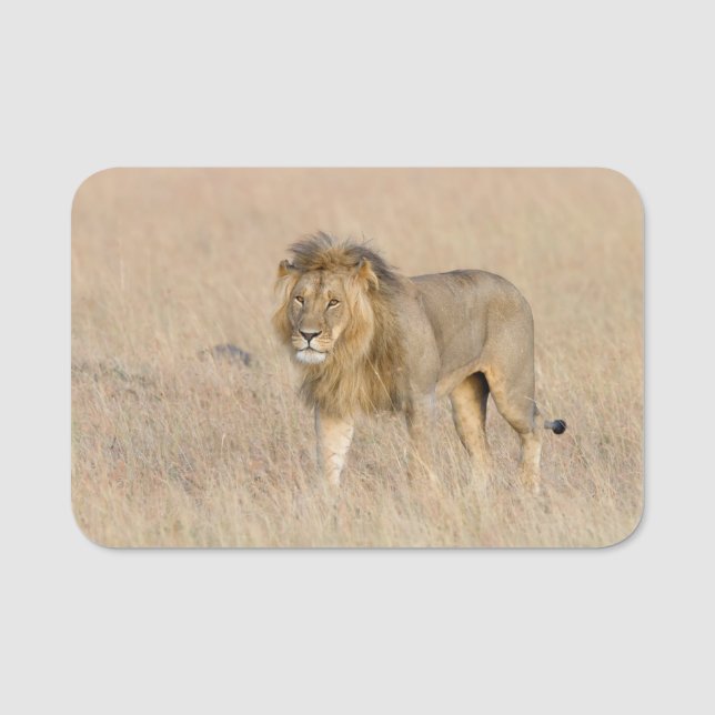 Porte-nom Lion marche (Devant)