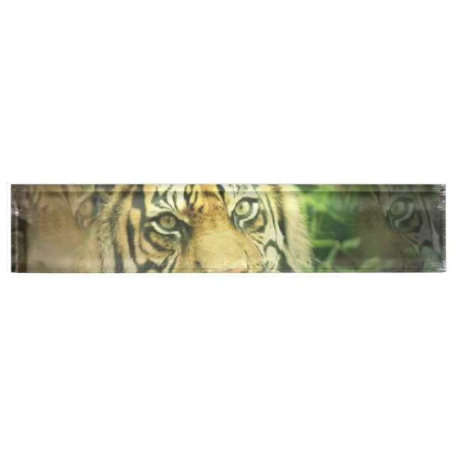 Porte-nom Tigre doux (Devant)