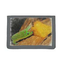 Gecko appréciant des pêches