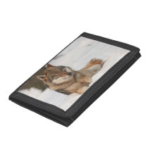 Loup solitaire
