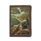 Tortues vintages et tortues de mer par Ernst Haeck