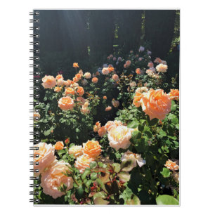 Portland Rose Garden, OR Notebook