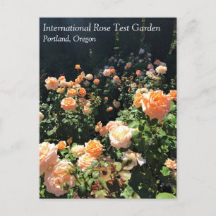 Portland Rose Garden, OR Postcard
