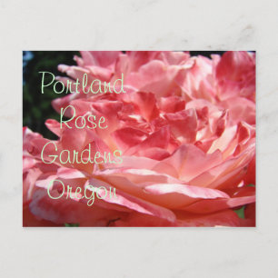 Portland Rose Gardens postcards Pink Roses Garden